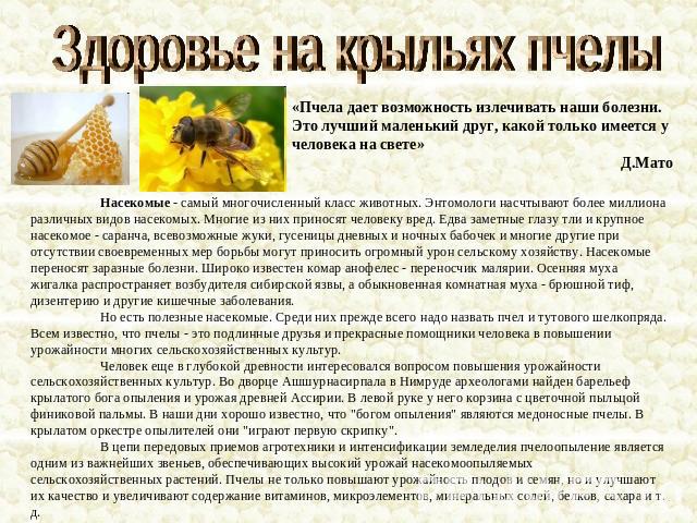 Здоровье на крыльях пчелы«Пчела дает возможность излечивать наши болезни. Это лучший маленький друг, какой только имеется у человека на свете»Д.МатоНасекомые - самый многочисленный класс животных. Энтомологи насчтывают более миллиона различных видов…