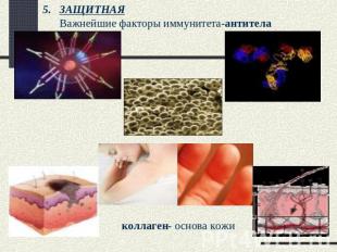 ЗАЩИТНАЯ Важнейшие факторы иммунитета-антитела коллаген- основа кожи