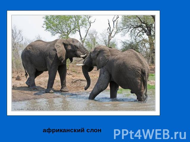африканский слон