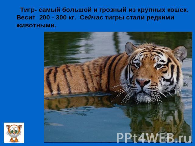 Тигр- самый большой и грозный из крупных кошек.Весит 200 - 300 кг. Сейчас тигры стали редкимиживотными.