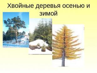 Хвойные деревья осенью и зимой