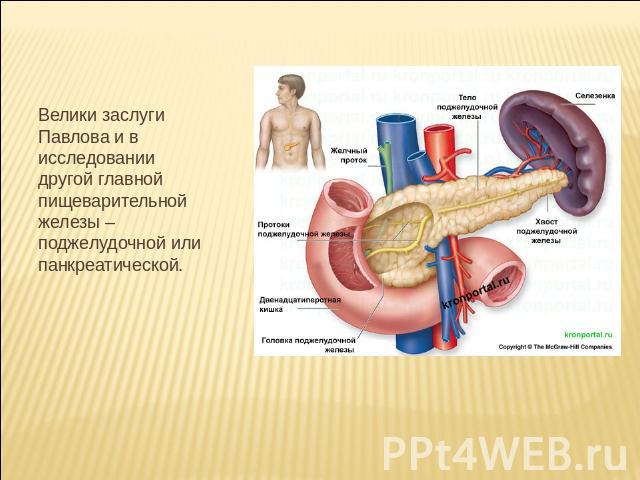 Велики заслуги Павлова и в исследовании другой главной пищеварительной железы – поджелудочной или панкреатической.