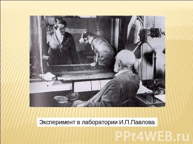 Эксперимент в лаборатории И.П.Павлова