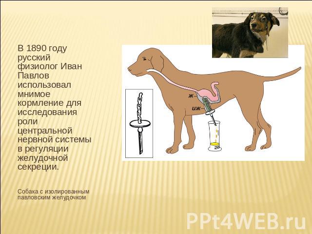 В 1890 году русский физиолог Иван Павлов использовал мнимое кормление для исследования роли центральной нервной системы в регуляции желудочной секреции.Собака с изолированным павловским желудочком
