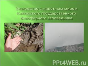 Знакомство с животным миром Кавказского государственного биосферного заповедника