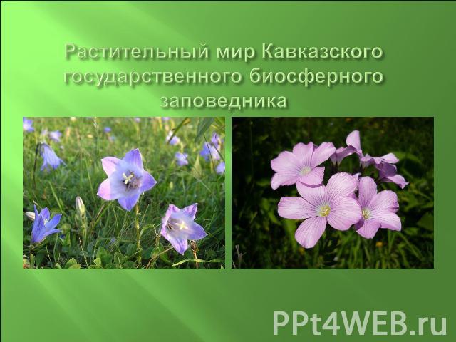Растительный мир Кавказского государственного биосферного заповедника