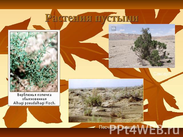 Растения пустыни СаксаулПесчаная акация