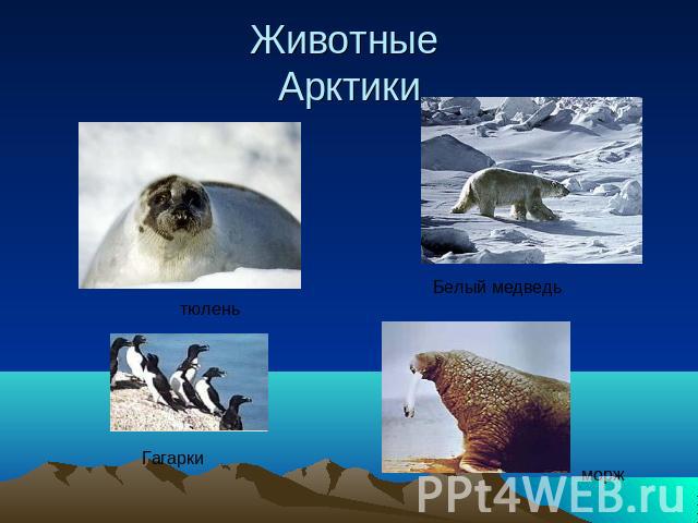Животные Арктики тюленьБелый медведьГагаркиморж