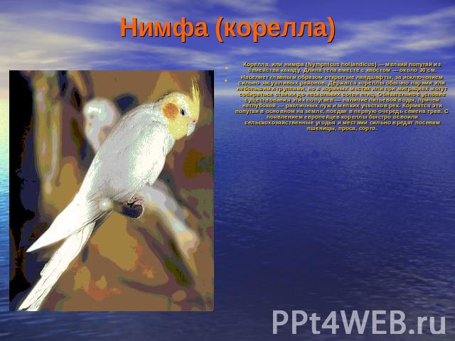 Нимфа (корелла) Корелла, или нимфа (Nymphicus hollandicus) — мелкий попугай из семейства какаду. Длина тела вместе с хвостом — около 30 см.Населяет главным образом открытые ландшафты, за исключением сильно засушливых районов. Держатся кореллы обычно…