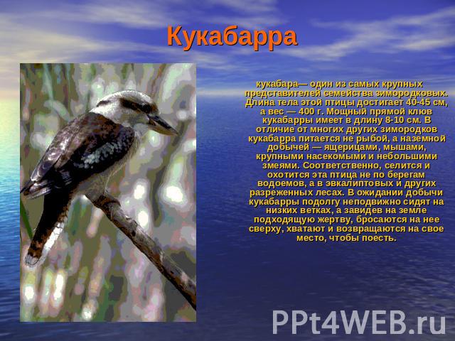 Кукабарра кукабара— один из самых крупных представителей семейства зимородковых. Длина тела этой птицы достигает 40-45 см, а вес — 400 г. Мощный прямой клюв кукабарры имеет в длину 8-10 см. В отличие от многих других зимородков кукабарра питается не…