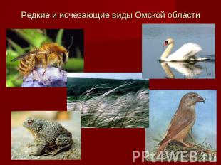 Редкие и исчезающие виды Омской области