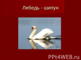 Лебедь - шипун