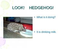 Look! Hedgehog!