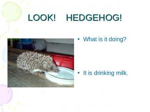 LOOK! HEDGEHOG! What is it doing?It is drinking milk.