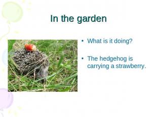 In the garden What is it doing?The hedgehog is carrying a strawberry.