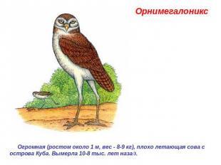 Орнимегалоникс  Огромная (ростом около 1 м, вес - 8-9 кг), плохо летающая сова с