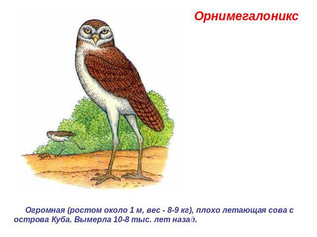 Орнимегалоникс  Огромная (ростом около 1 м, вес - 8-9 кг), плохо летающая сова с острова Куба. Вымерла 10-8 тыс. лет назад.
