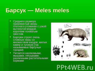 Барсук — Meles meles Среднего размера приземистый зверь плотного сложения с узко