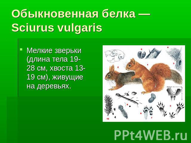 Обыкновенная белка — Sciurus vulgaris Мелкие зверьки (длина тела 19-28 см, хвоста 13-19 см), живущие на деревьях.