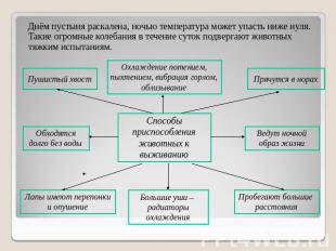 Днём пустыня раскалена, ночью температура может упасть ниже нуля. Такие огромные