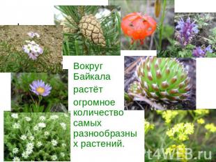 Вокруг Байкала растёт огромное количество самых разнообразных растений.