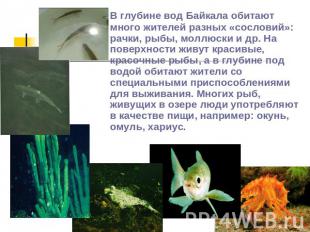 В глубине вод Байкала обитают много жителей разных «сословий»: рачки, рыбы, молл