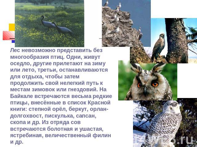 Лес невозможно представить без многообразия птиц. Одни, живут оседло, другие прилетают на зиму или лето, третьи, останавливаются для отдыха, чтобы затем продолжить свой нелегкий путь к местам зимовок или гнездовий. На Байкале встречаются весьма редк…