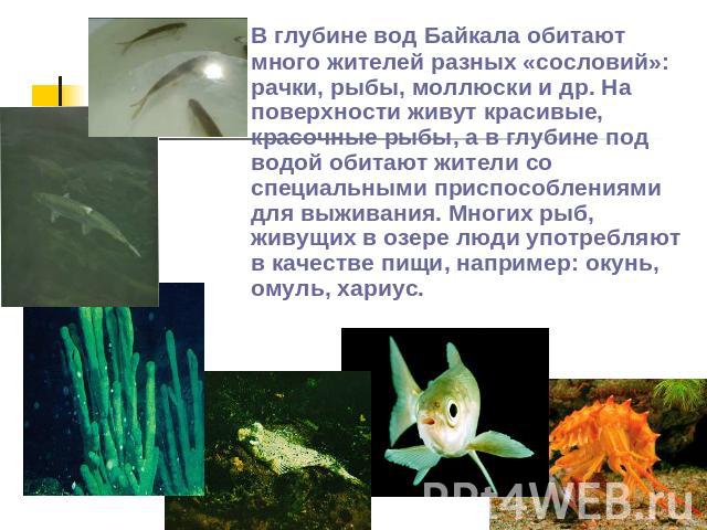 В глубине вод Байкала обитают много жителей разных «сословий»: рачки, рыбы, моллюски и др. На поверхности живут красивые, красочные рыбы, а в глубине под водой обитают жители со специальными приспособлениями для выживания. Многих рыб, живущих в озер…