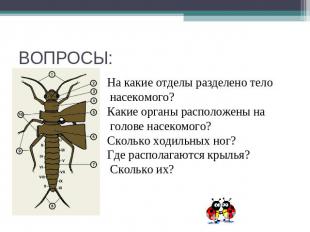ВОПРОСЫ: На какие отделы разделено тело насекомого?Какие органы расположены на г