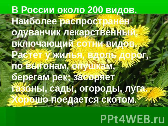 В России около 200 видов. Наиболее распространён одуванчик лекарственный, включающий сотни видов. Растет у жилья, вдоль дорог, по выгонам, опушкам, берегам рек; засоряет газоны, сады, огороды, луга. Хорошо поедается скотом.