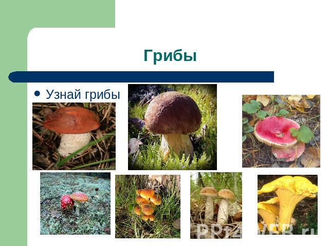 Грибы Узнай грибы