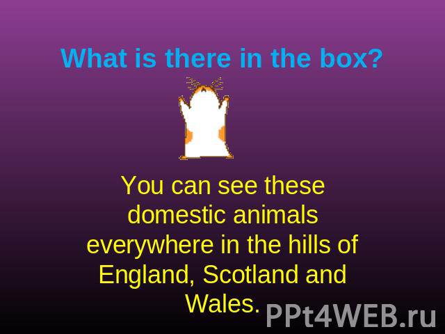 What is there in the box? You can see these domestic animals everywhere in the hills of England, Scotland and Wales.