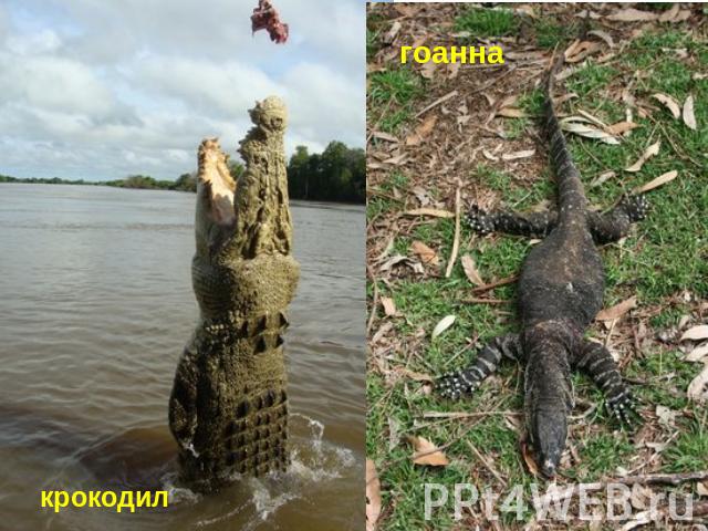 гоаннакрокодил
