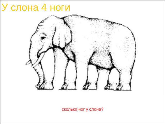 У слона 4 ноги