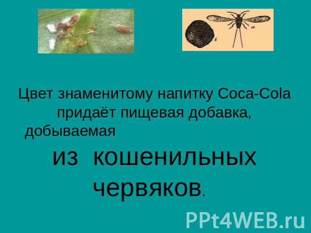 Цвет знаменитому напитку Coca-Cola придаёт пищевая добавка, добываемая из кошенильных червяков.