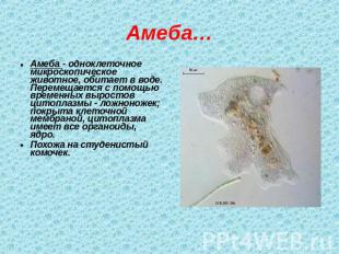 Амеба… Амеба - одноклеточное микроскопическое животное, обитает в воде. Перемеща