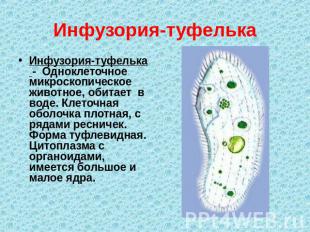 Инфузория-туфелька Инфузория-туфелька - Одноклеточное микроскопическое животное,