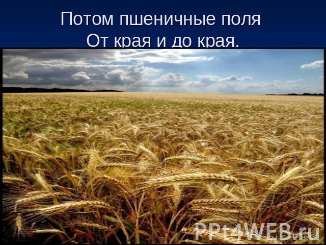 Потом пшеничные поля От края и до края.