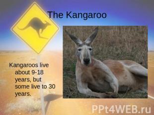 The Kangaroo Kangaroos live about 9-18 years, but some live to 30 years.