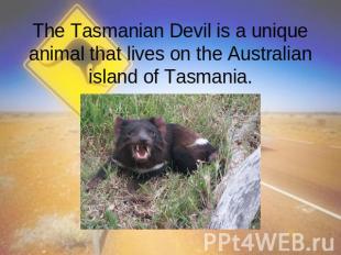 The Tasmanian Devil is a unique animal that lives on the Australian island of Ta