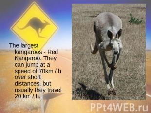 The largest kangaroos - Red Kangaroo. They can jump at a speed of 70km / h over
