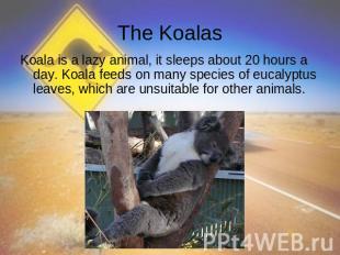 The Koalas Koala is a lazy animal, it sleeps about 20 hours a day. Koala feeds o