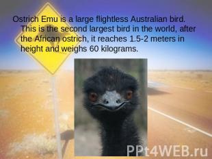 Ostrich Emu is a large flightless Australian bird. This is the second largest bi