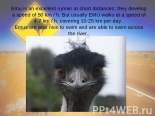 Emu is an excellent runner at short distances; they develop a speed of 50 km / h
