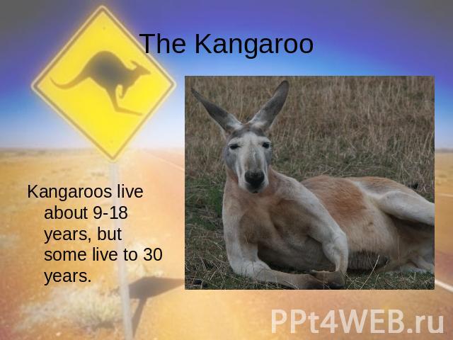 The Kangaroo Kangaroos live about 9-18 years, but some live to 30 years.