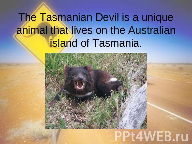 The Tasmanian Devil is a unique animal that lives on the Australian island of Tasmania.
