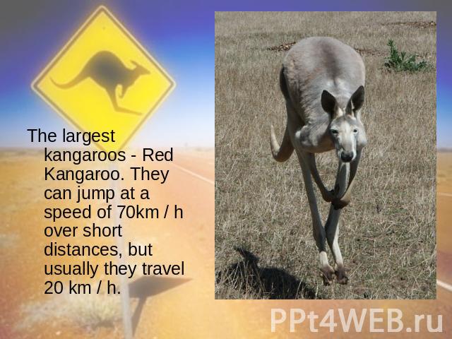 The largest kangaroos - Red Kangaroo. They can jump at a speed of 70km / h over short distances, but usually they travel 20 km / h.