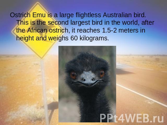 Ostrich Emu is a large flightless Australian bird. This is the second largest bird in the world, after the African ostrich, it reaches 1.5-2 meters in height and weighs 60 kilograms.