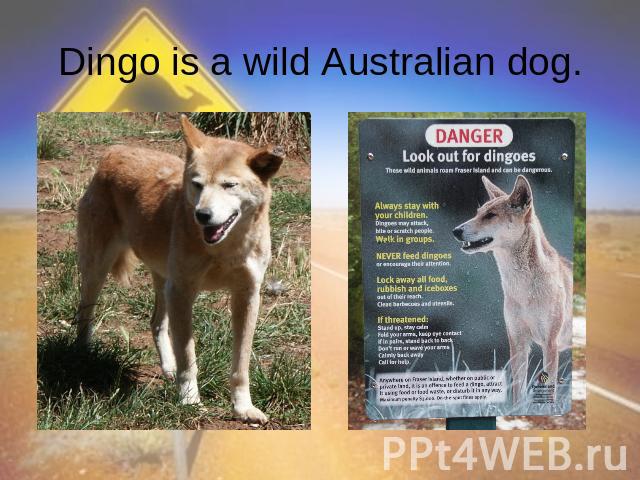 Dingo is a wild Australian dog.