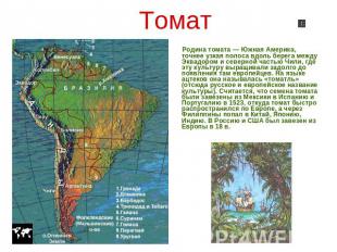 Томат Родина томата — Южная Америка, точнее узкая полоса вдоль берега между Эква